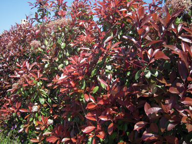 Pépinière : plantes de haie