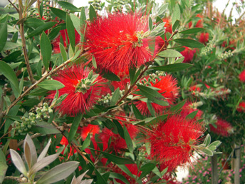 CALLISTEMON