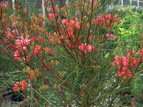 GREVILLEA