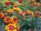 LANTANA