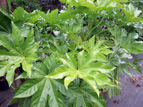 ARALIA