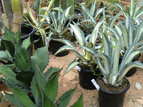 AGAVE