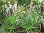 ALOE