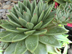 ECHEVERIA