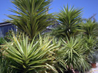 YUCCA YEWEL