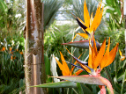 strelitzia