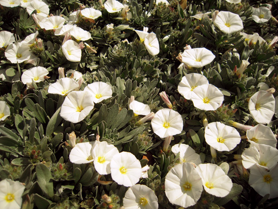 CONVOLVULUS