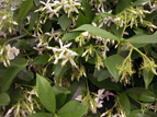 JASMIN RHYNCOSPERNUM